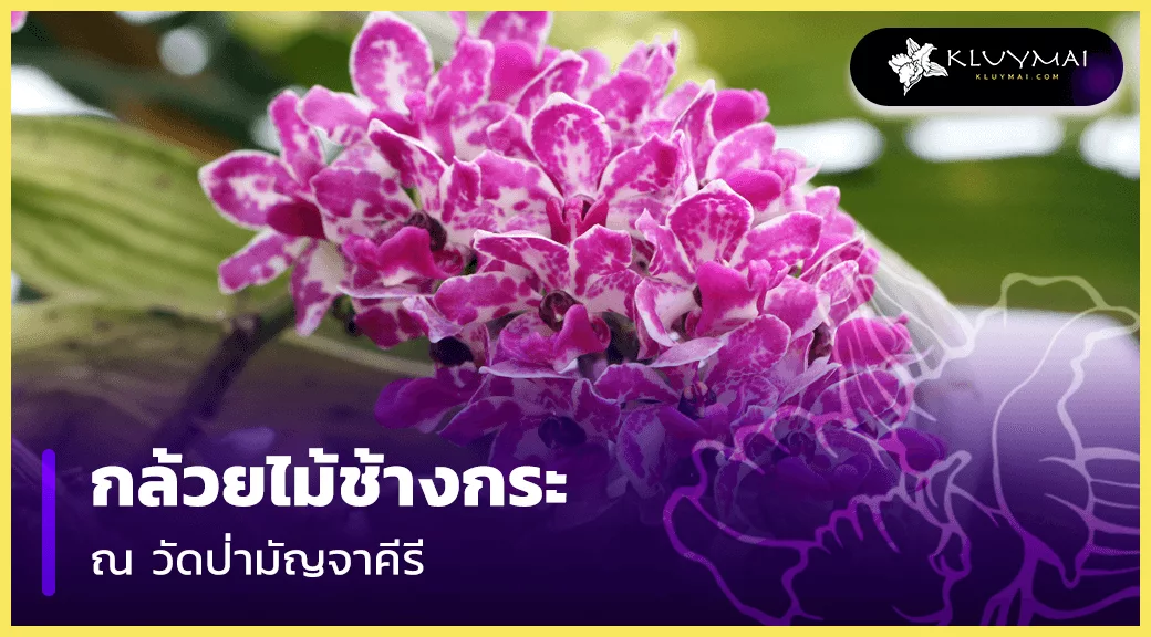 กล้วยไม้-ช้าง-กระ-มัญจาคีรี