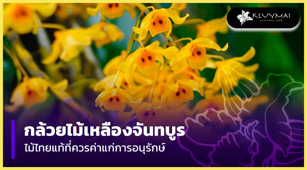 กล้วยไม้-เหลือง-จันทร์