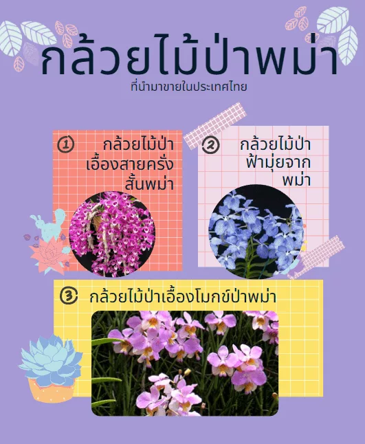 กล้วยไม้ป่าพม่า ที่ขายในไทย