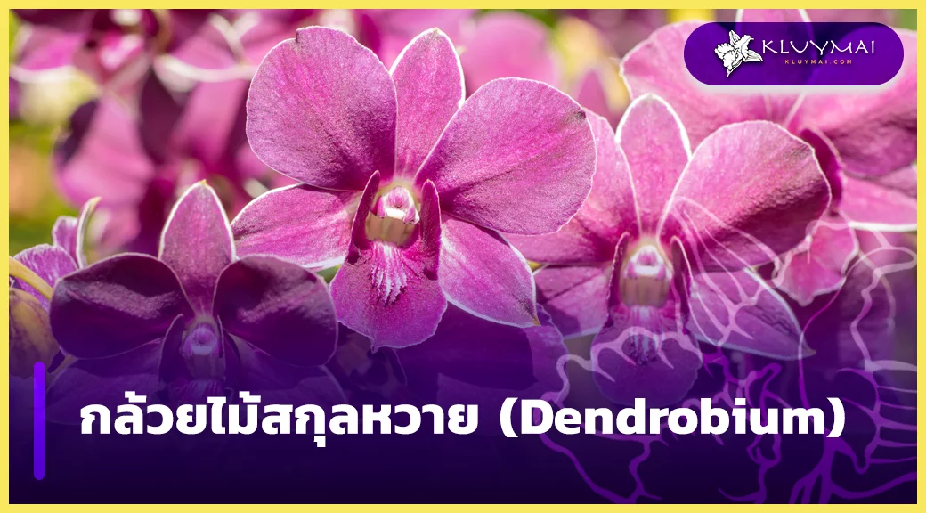 กล้วยไม้สกุลหวาย (Dendrobium)