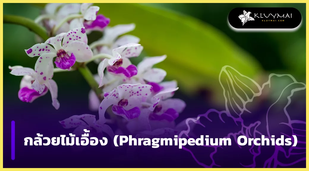 กล้วยไม้เอื้อง (Phragmipedium Orchids)
