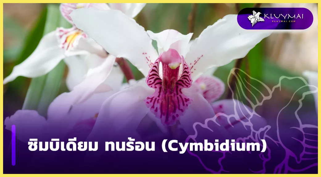 ซิมบิเดียม ทนร้อน (Cymbidium)