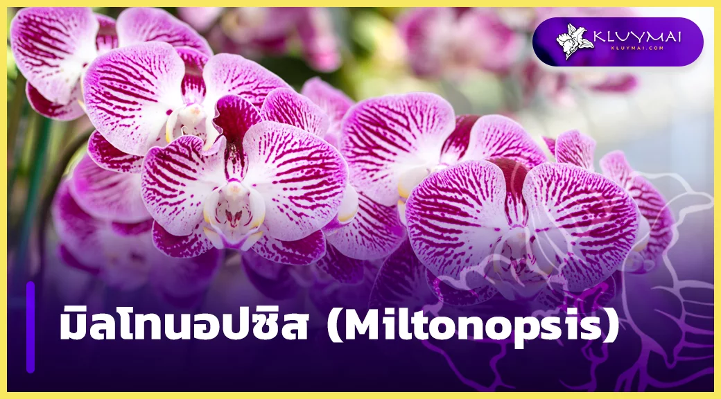 มิลโทนอปซิส(Miltonopsis)