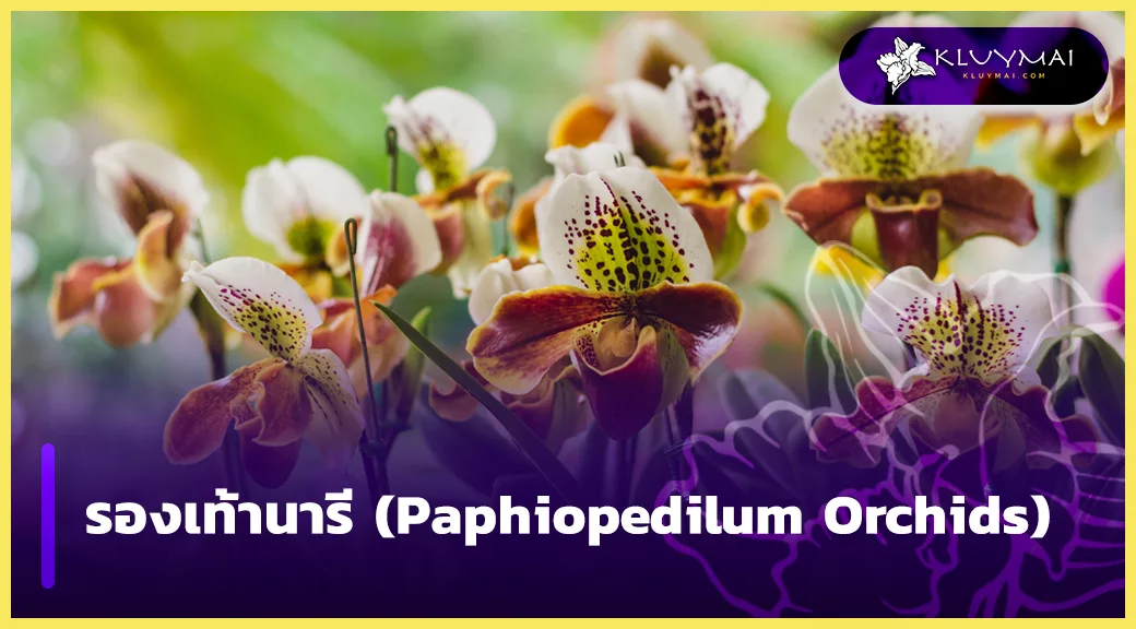 ต้นรองเท้านารี (Paphiopedilum Orchids)