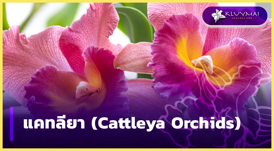 แคทลียา (Cattleya Orchids)