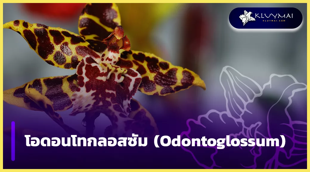 โอดอนโทกลอสซัม (Odontoglossum)