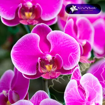 2.Phalaenopsis-Orchids