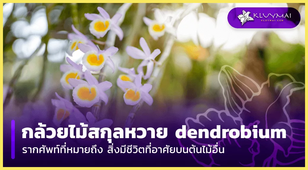 กล้วยไม้-สกุล-หวาย-dendrobium