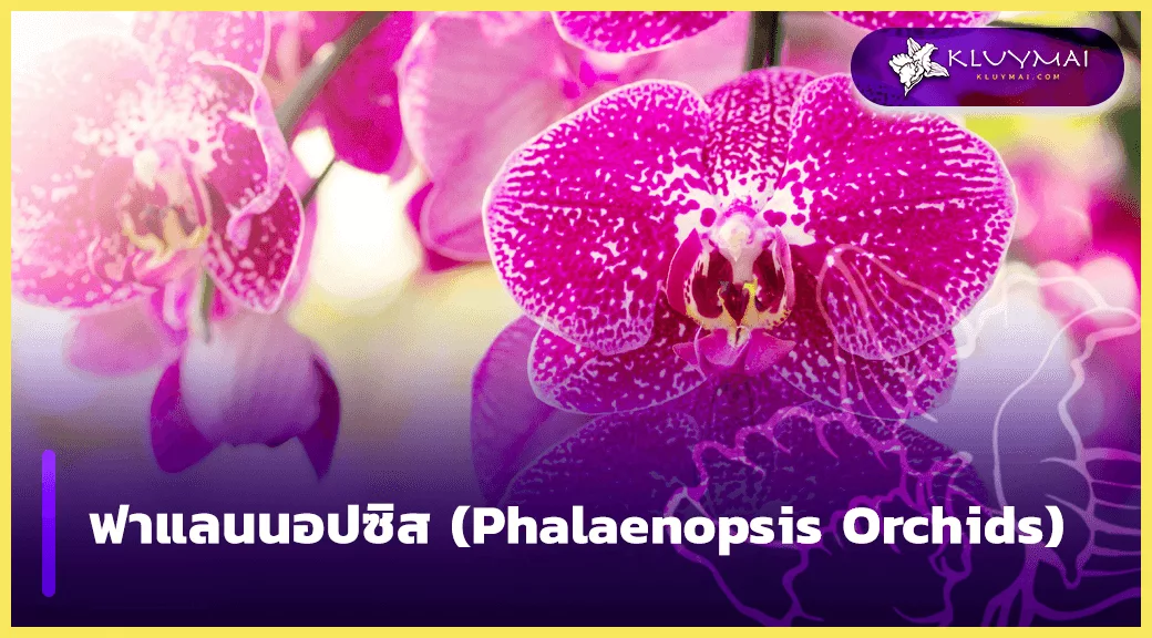 กล้วยไม้ฟาแลน ความหมาย คืออะไร ? ฟาแลนนอปซิส-(Phalaenopsis-Orchids)