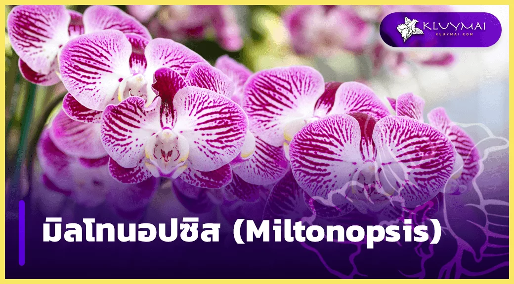 มิลโทนอปซิส-(Miltonopsis)