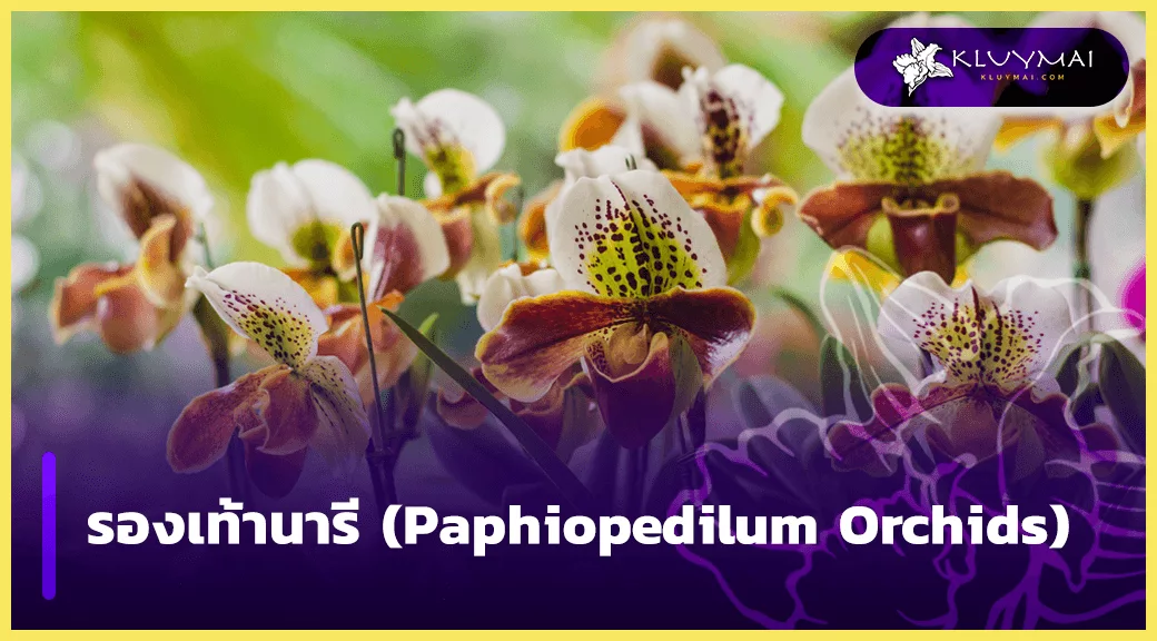 รองเท้านารี-(Paphiopedilum-Orchids)