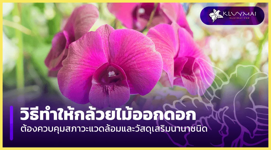 วิธี-ทํา-ให้-กล้วยไม้-ออกดอก