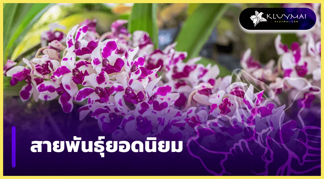 สายพันธุ์ยอดนิยม