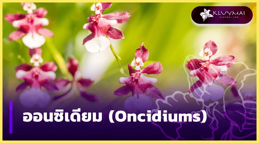 ออนซิเดียม-(Oncidiums)