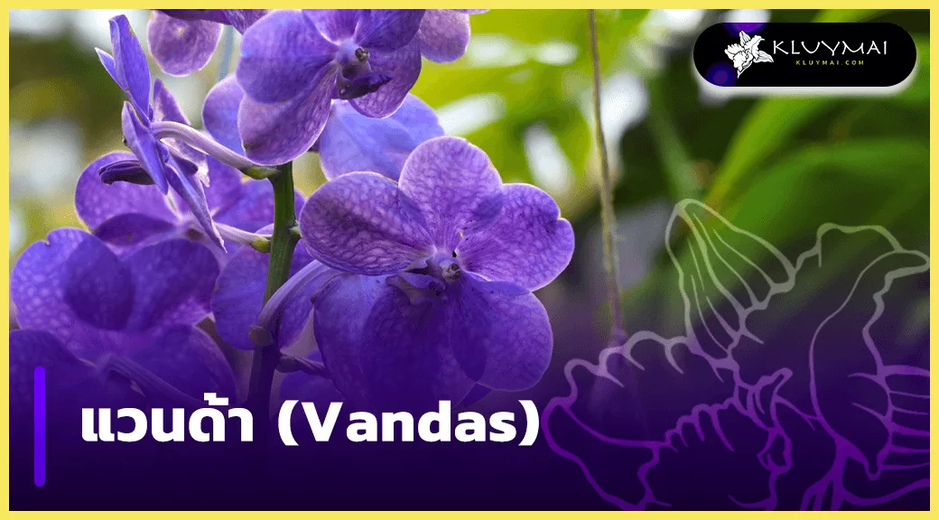 แวนด้า-(Vandas)