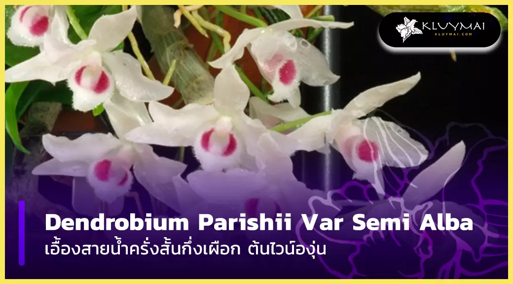 dendrobium parishii var semi alba