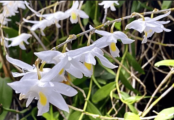 เอื้องมะลิ ใบคู่ Dendrobium crumenatum