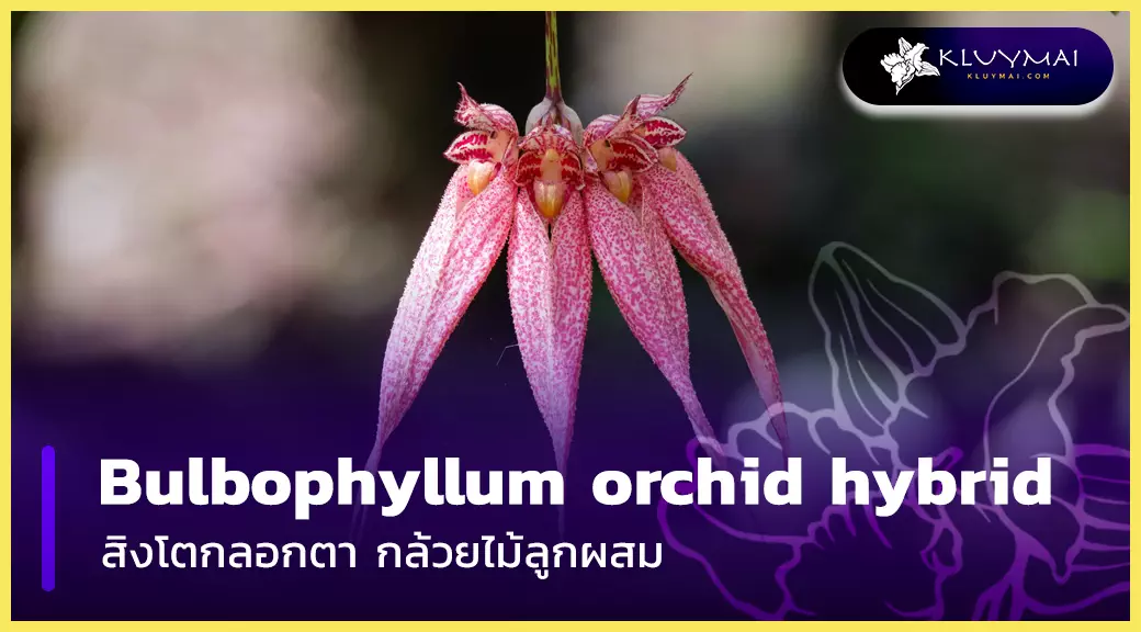 bulbophyllum orchid hybrid