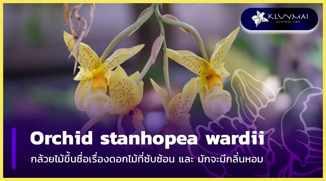 orchid stanhopea wardii