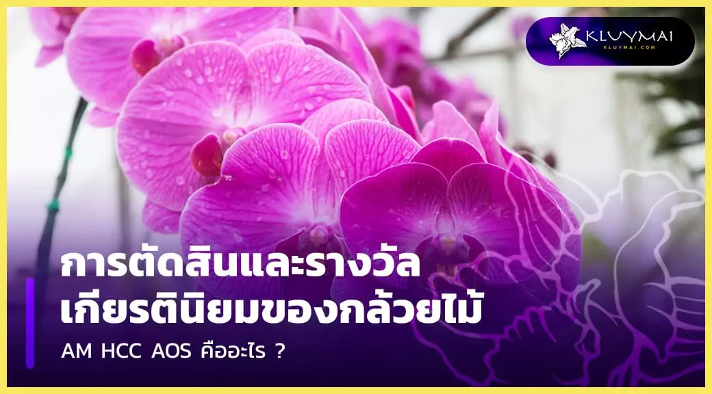 การตัดสินและรางวัลเกียรตินิยมของกล้วยไม้