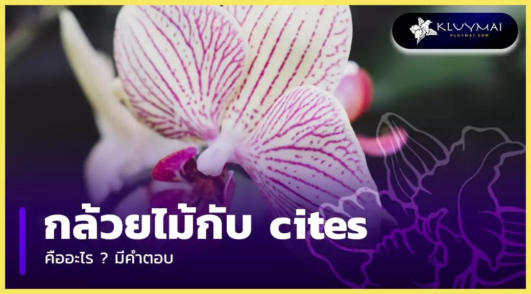 กล้วยไม้กับ cites