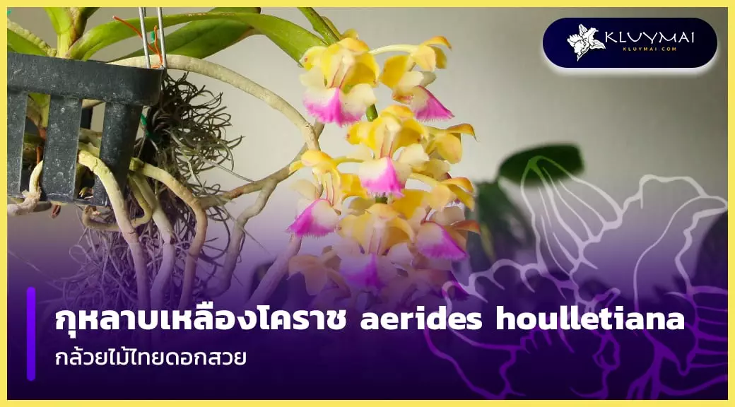 กุหลาบเหลืองโคราช aerides houlletiana