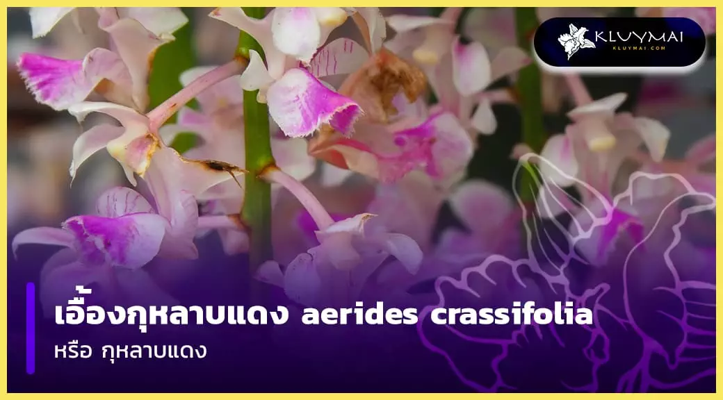 เอื้องกุหลาบแดง aerides crassifolia