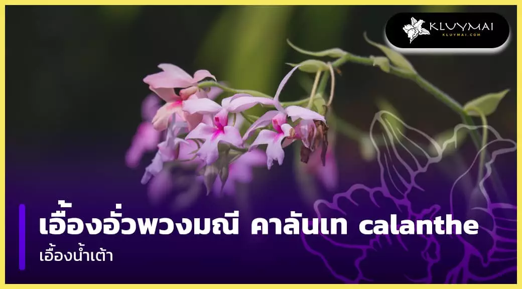 เอื้องอั่วพวงมณี คาลันเท calanthe