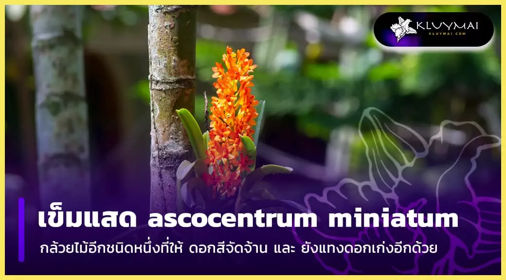 เข็มแสด ascocentrum miniatum