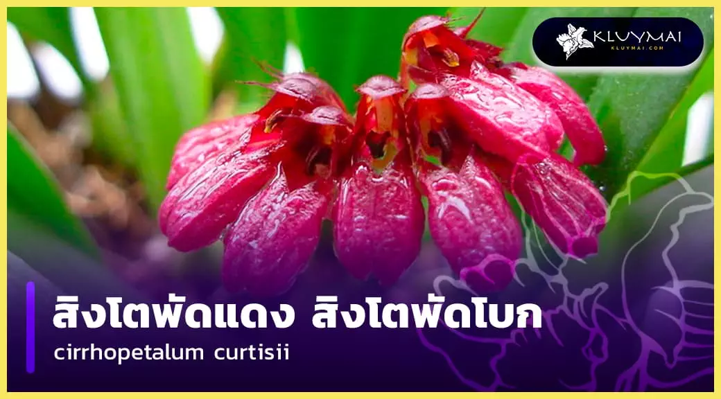 สิงโตพัดแดง สิงโตพัดโบก cirrhopetalum curtisii