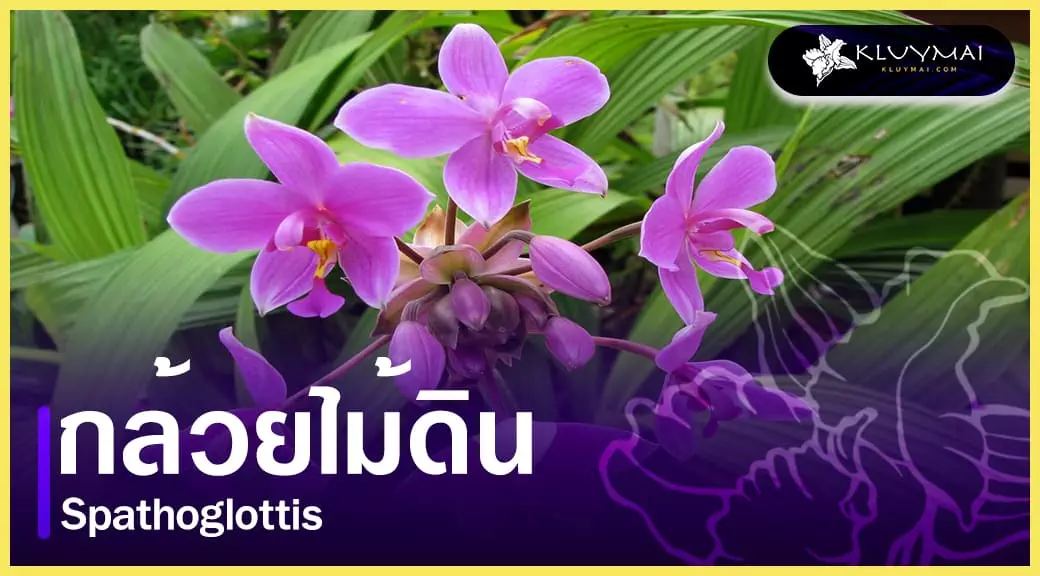 กล้วยไม้ดิน Spathoglottis